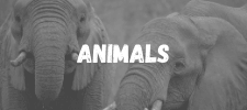 animals